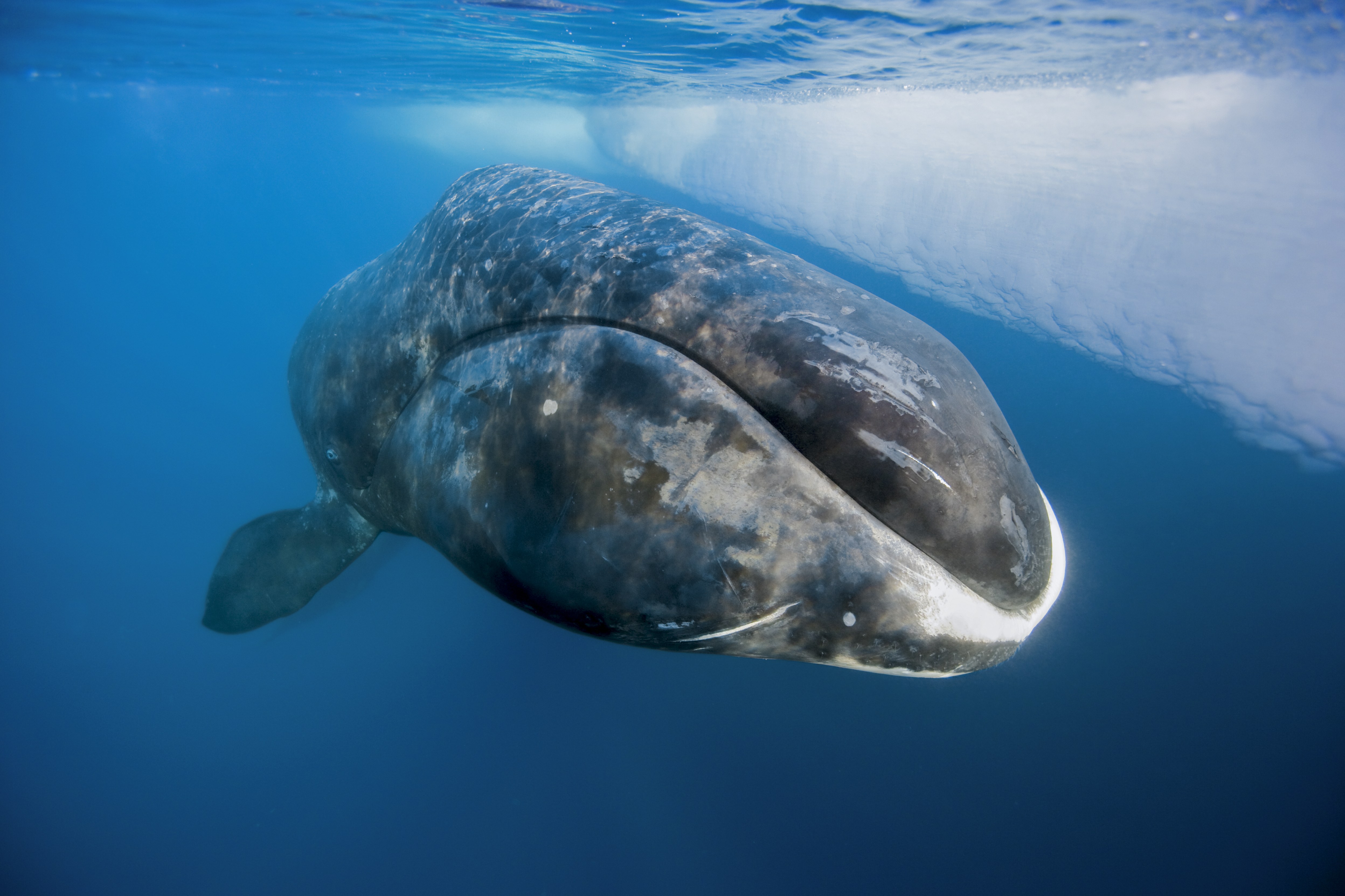 Baleine boréale