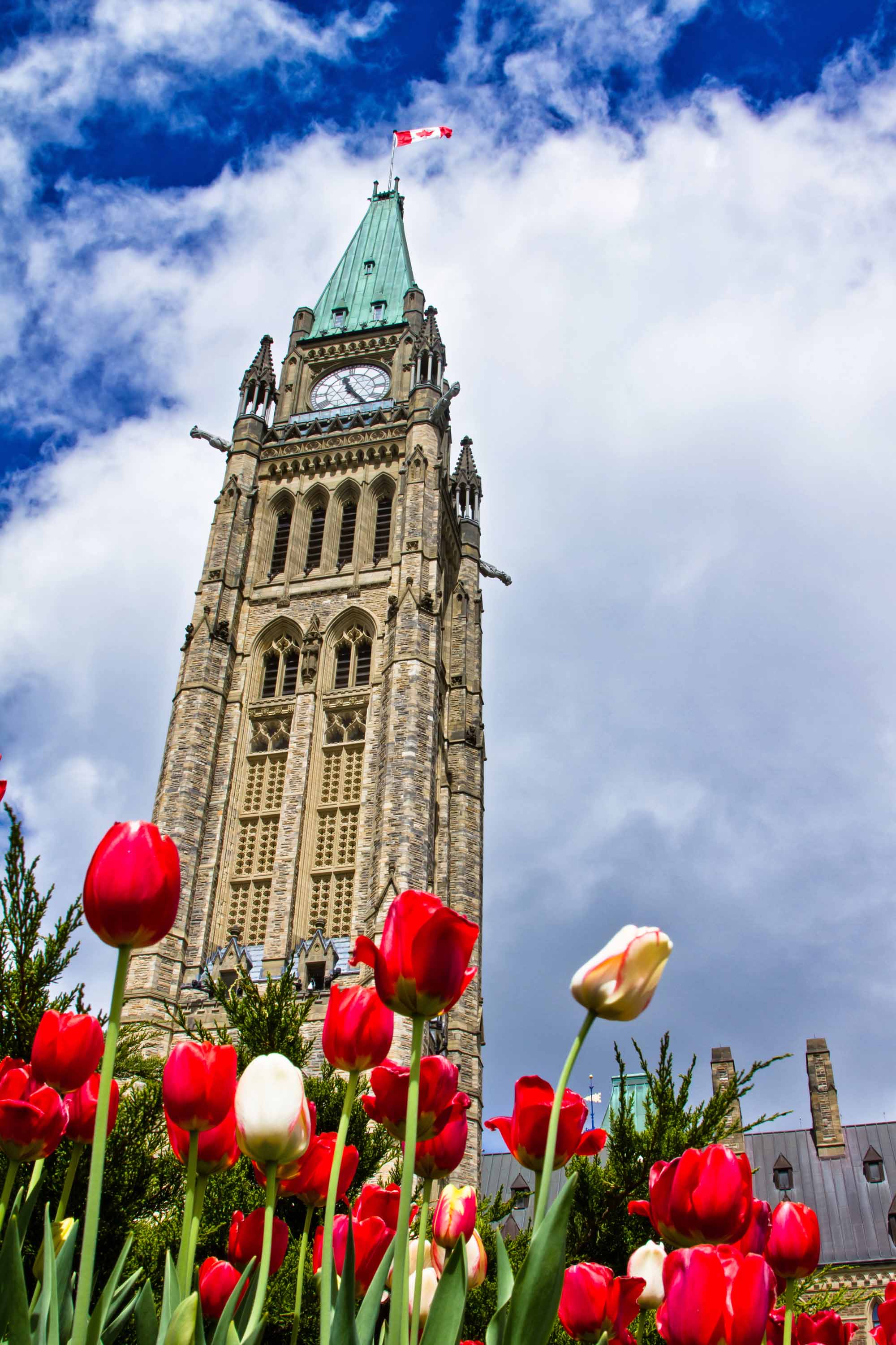 Tulip Festival