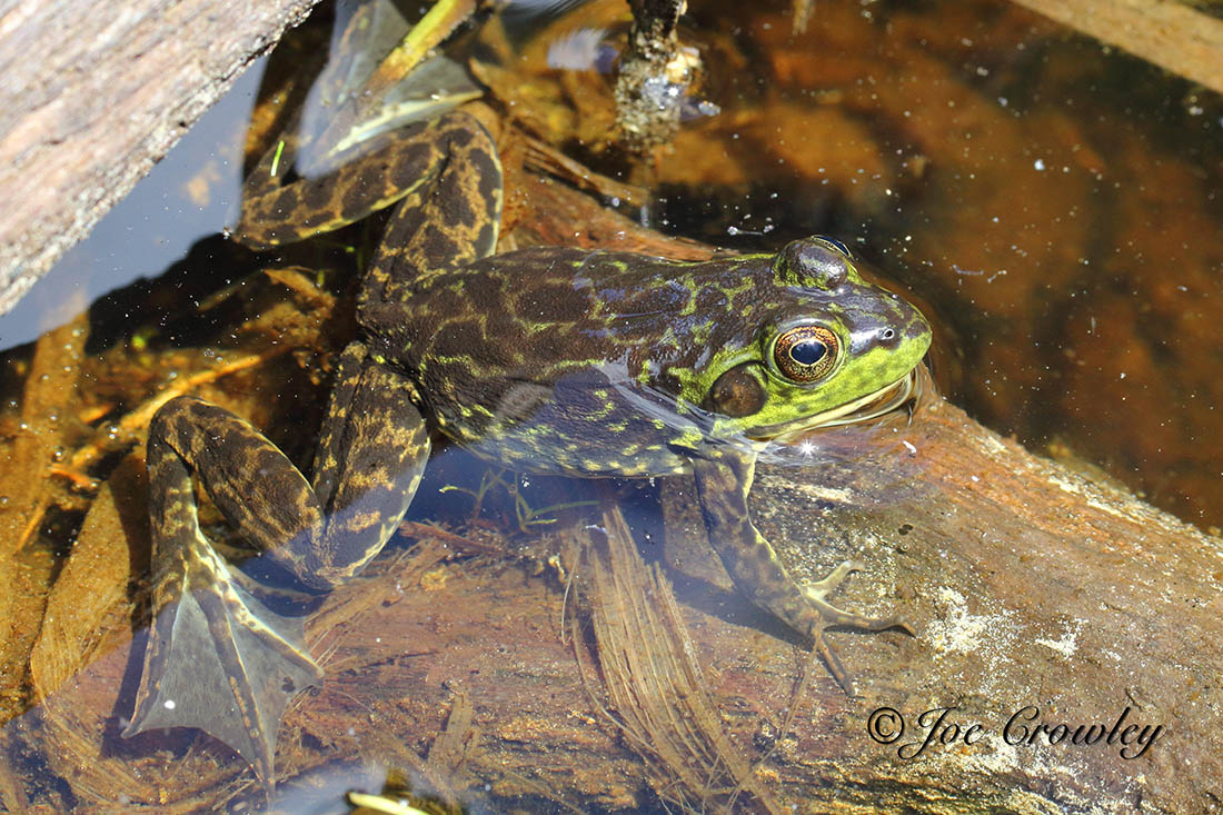 Mink frog sitting in a pond.