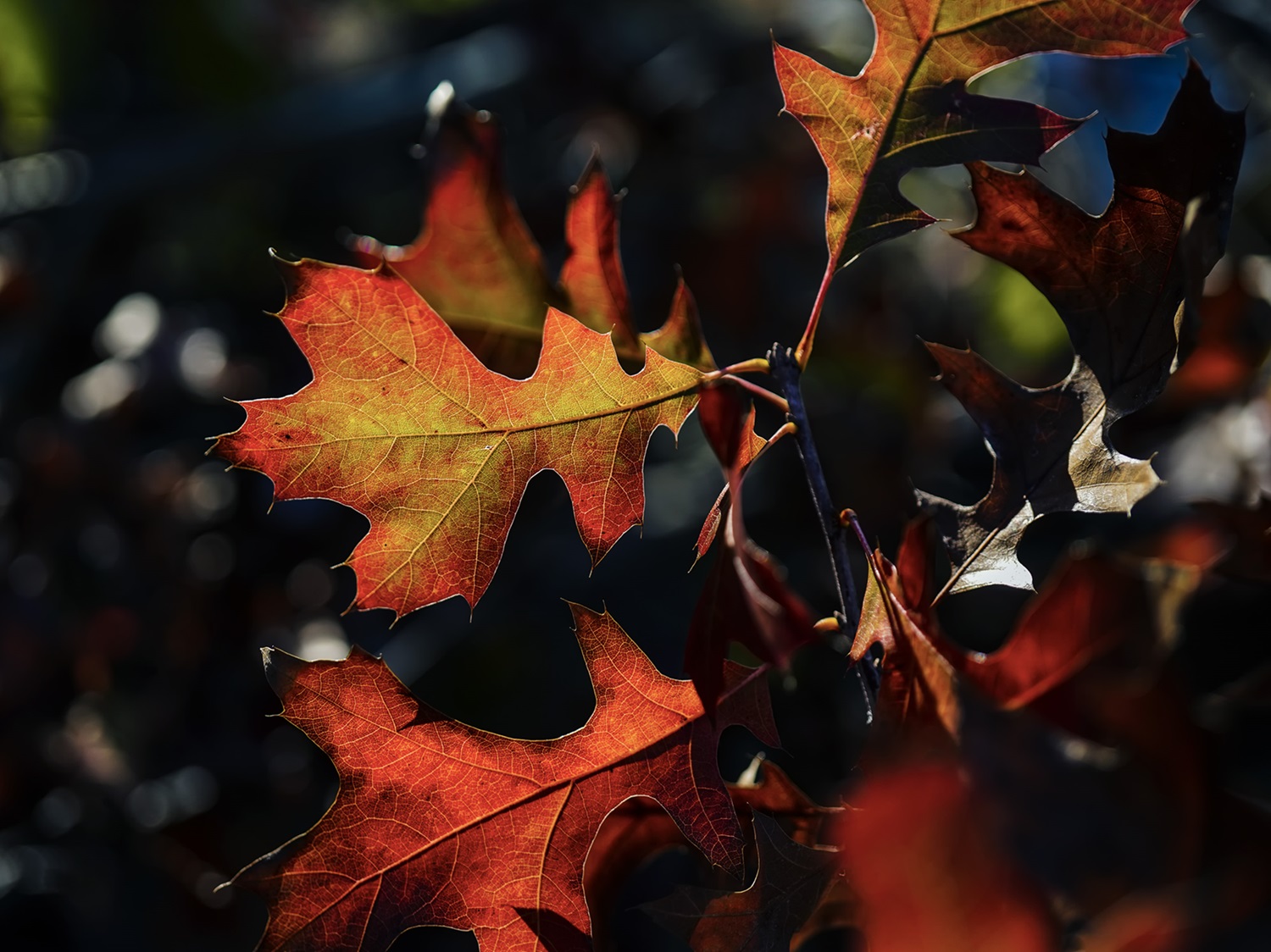 Red leaves of a Shumard oak.