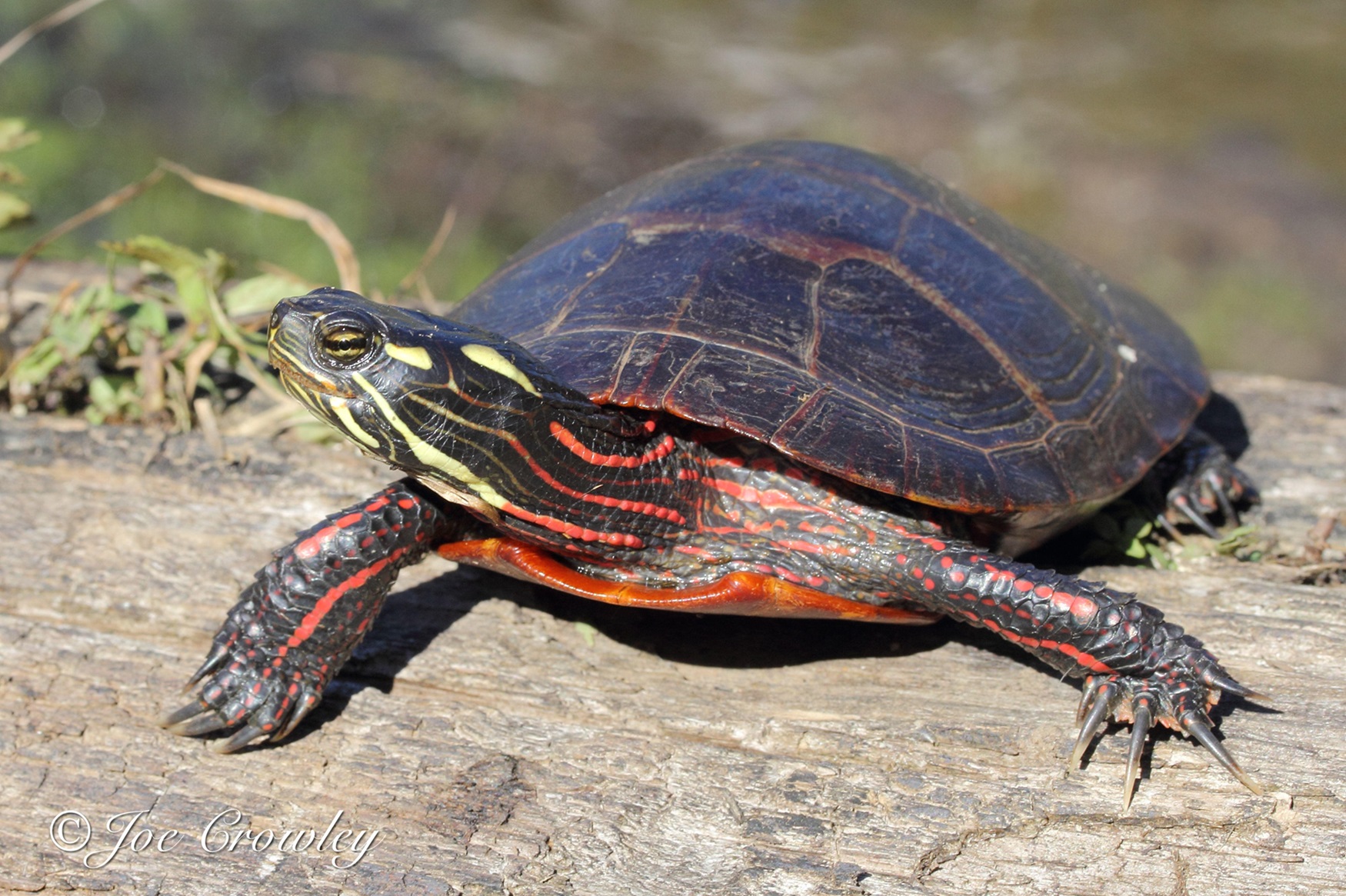 Front shot of an eastern painted turtle.