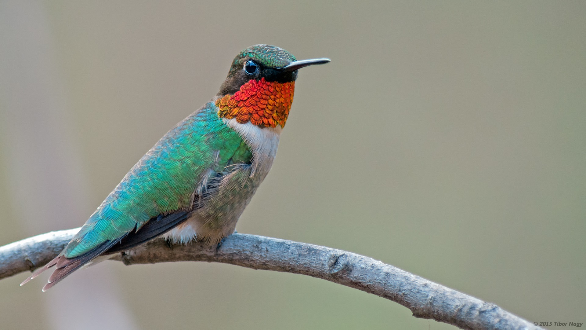 Male hummingbird with red throat.