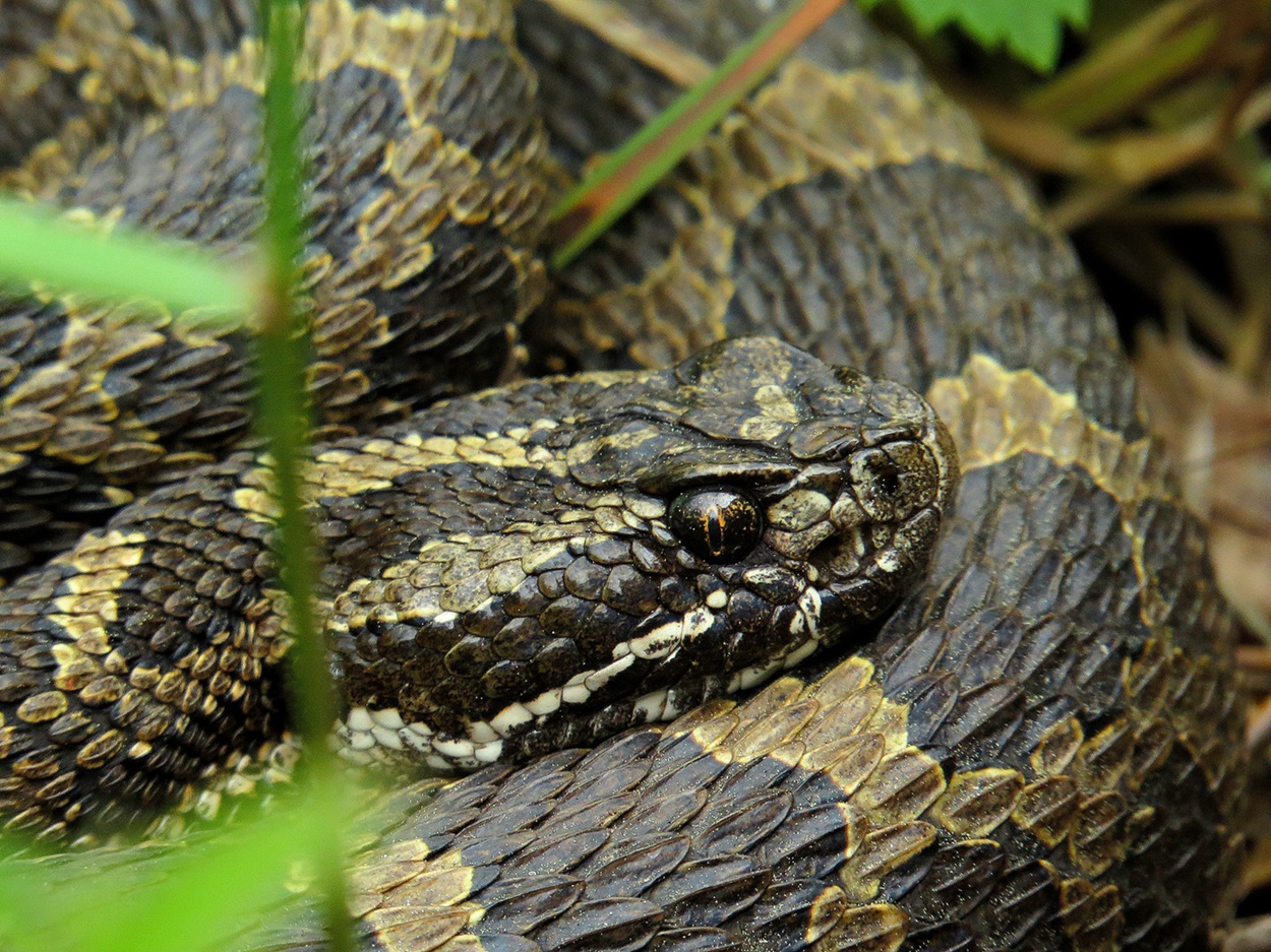 Close-up of coiled rattlesnake.