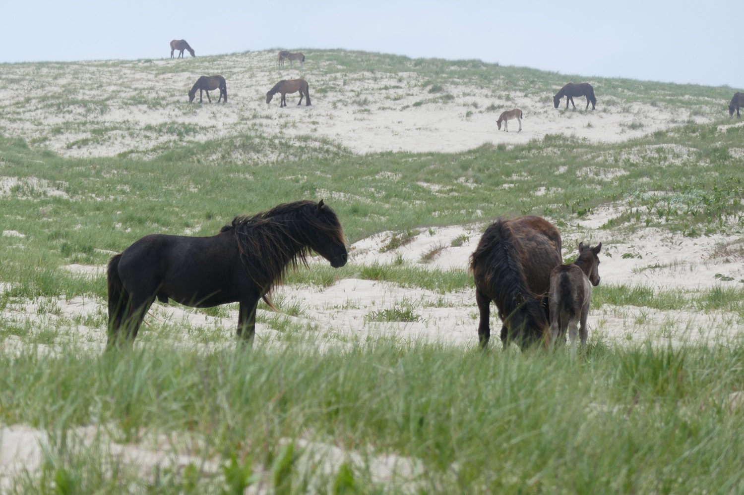 Several horses on a windswept shrubby beach.