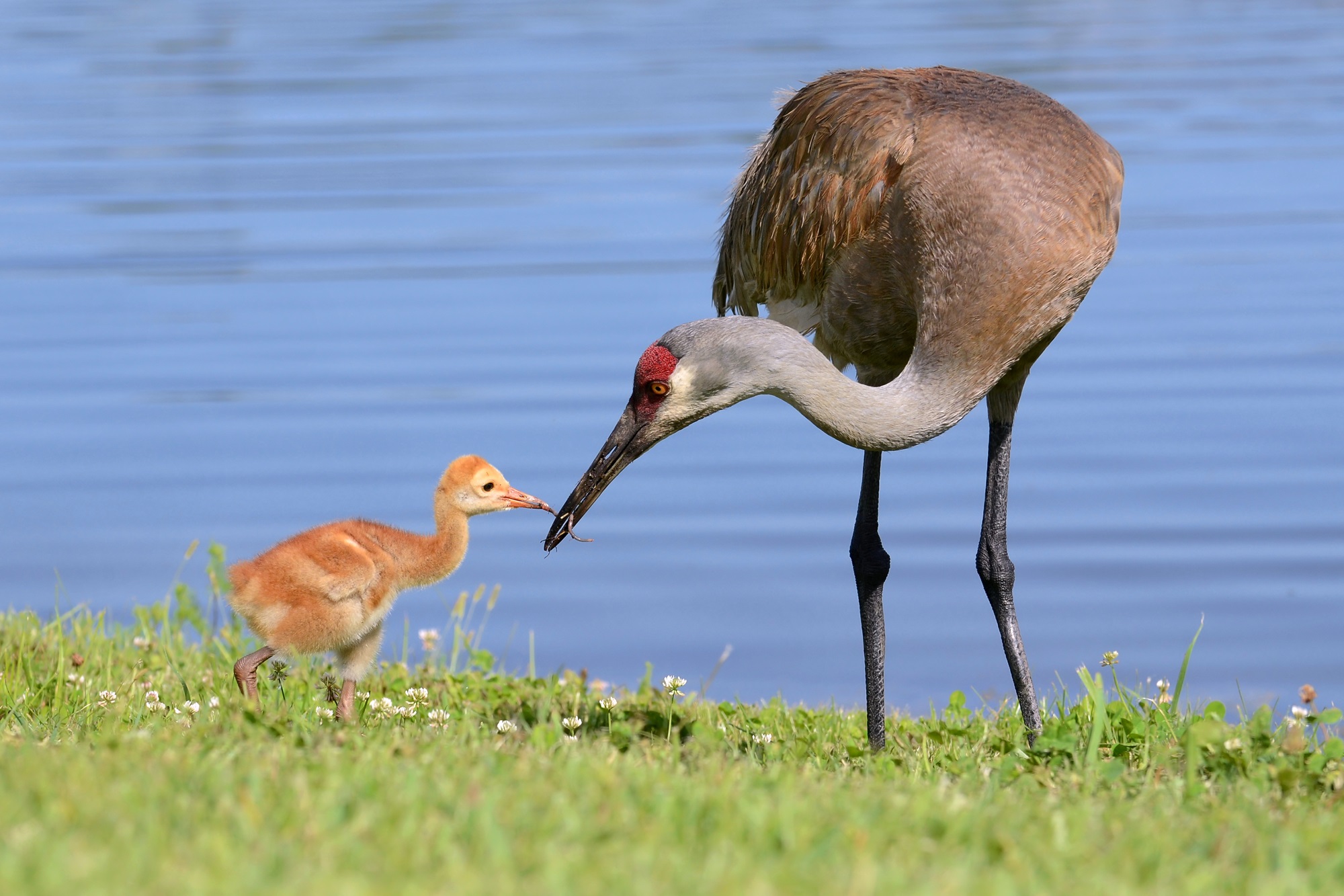Adult sandhill crane feeding a baby crane.