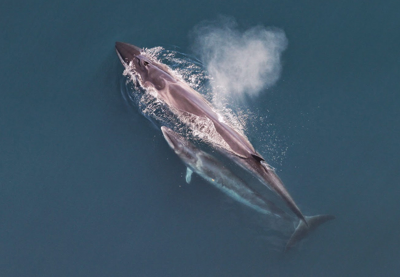 Areal photograph of a sei whale mother and calf