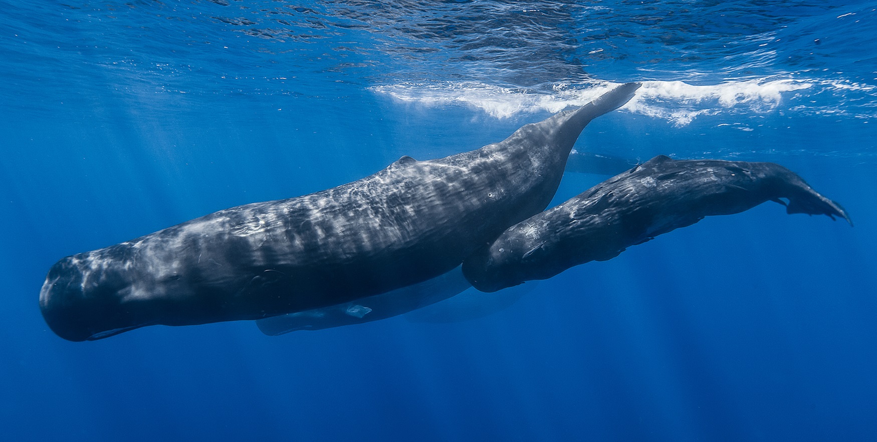 Two sperm whales, one smaller than the other, swimming.