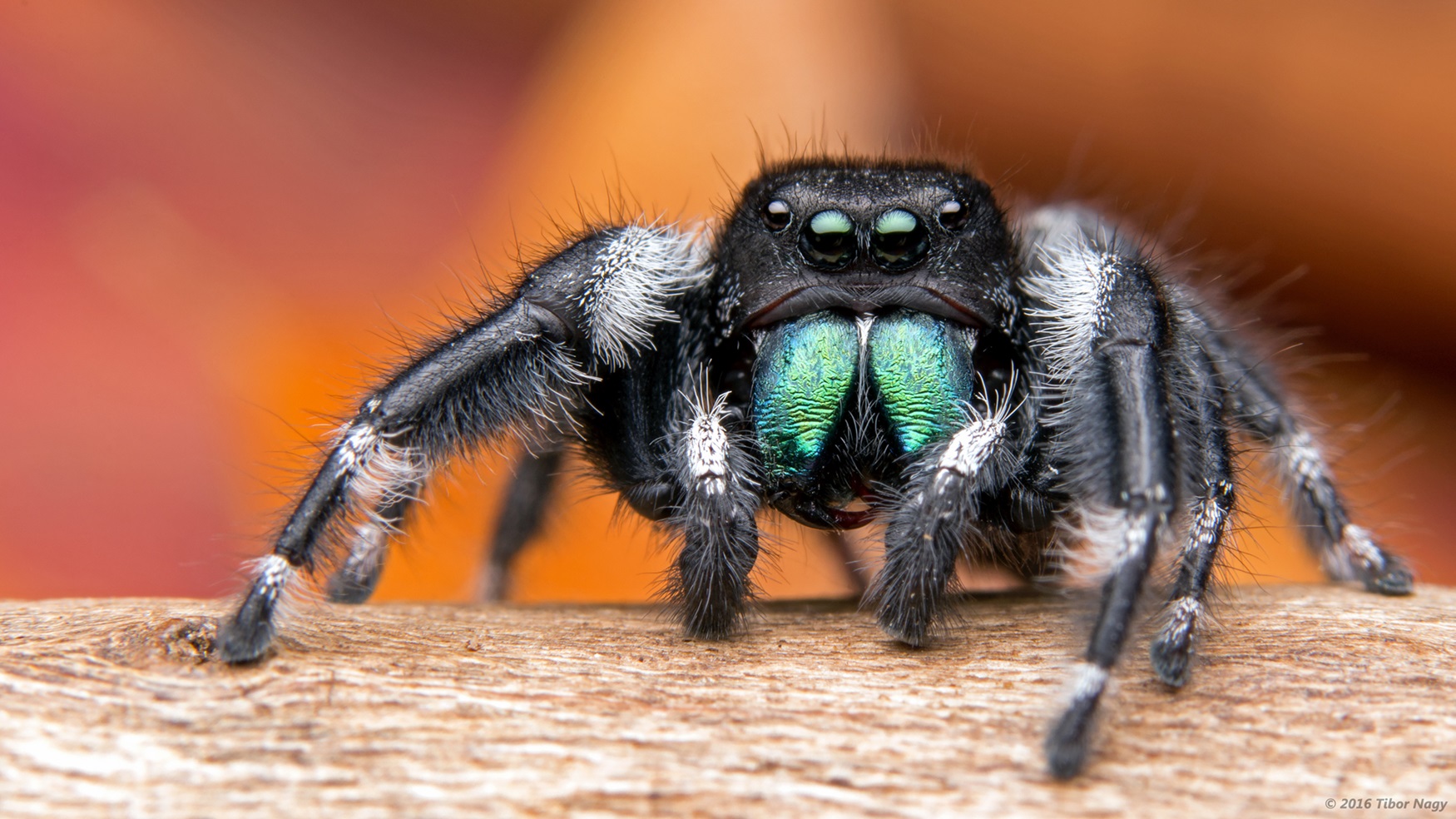 Black fuzzy spider on a branch.