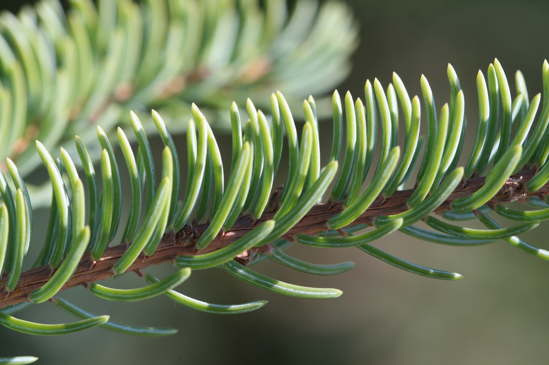 Close-up of spruce needles
