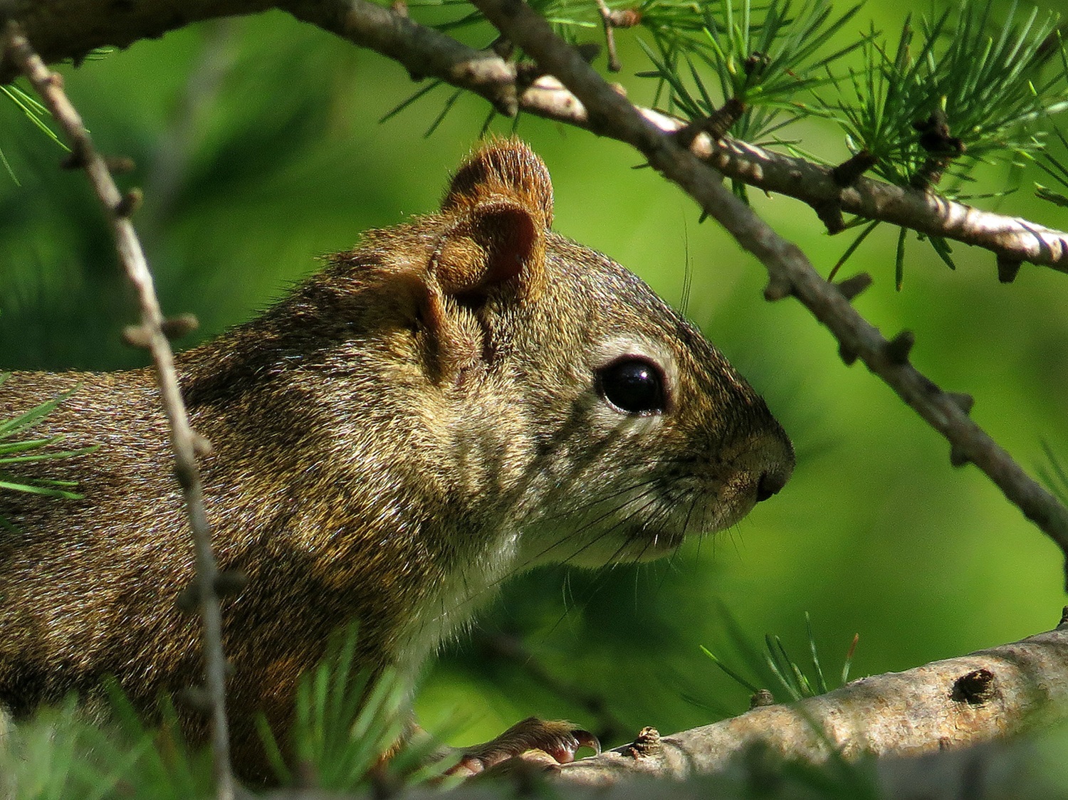 Red squirrel close up