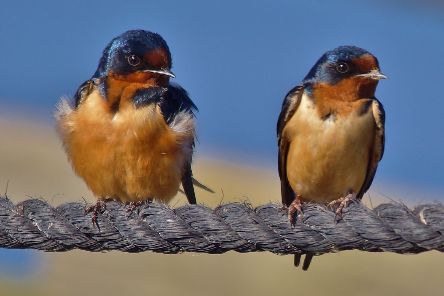 Two barn swallows on a wire.