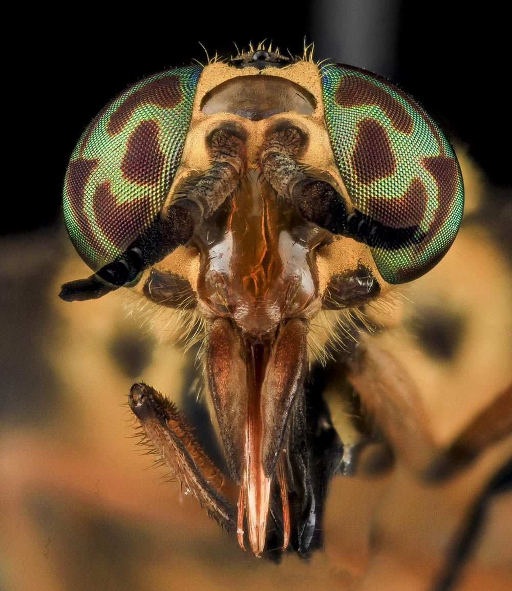 Close-up of deer fly eyes.